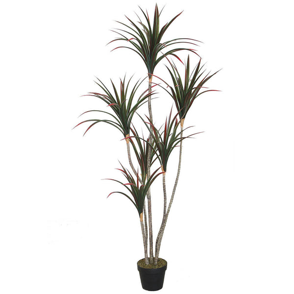 Dracaena Dragon Tree in Pot 160cm